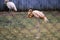 Greater Flamingo Cleans his feathers