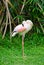 Greater flamingo cleans itself