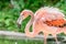 Greater flamingo with a clear background