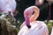 Greater flamingo close-up