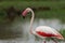 Greater Flamingo closer look with wings open at Gujarat, India