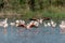 Greater Flamingo in courtship (Phoenicopterus roseus) in a swamp in spring