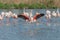 Greater Flamingo in courtship (Phoenicopterus roseus) in a swamp in spring