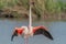 Greater Flamingo in courtship (Phoenicopterus roseus) in a swamp in spring