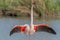 Greater Flamingo in courtship (Phoenicopterus roseus) in a swamp in spring