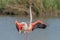 Greater Flamingo in courtship (Phoenicopterus roseus) in a swamp in spring