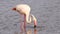 Greater flamingo feeding Phoenicopterus roseus running to start the flight in the Marismas del Odiel Natural Park, Huelva, Spain