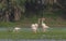 Greater Flamingo Fight in the Wetland