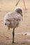 Greater flamingo fledgling / Phoenicopterus roseus