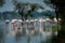 Greater flamingo flock in natural habitat in a early morning hour during monsoon season at keoladeo bharatpur