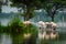 Greater flamingo flock in natural habitat in a early morning hour during monsoon season at keoladeo bharatpur