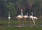 Greater Flamingo Flock Standing in the Wetland