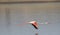 Greater flamingo are flying