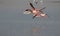 Greater flamingo are flying