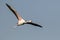 Greater Flamingo Flying