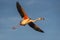 Greater flamingo in full flight