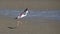 Greater flamingo getting ready to take off