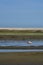 A greater flamingo grooming himself