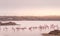 Greater flamingo group at Ebro Delta Natural Park.