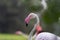 Greater Flamingo head on shot at Gujarat, India