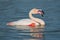 A greater flamingo with its beak open