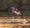 A greater flamingo landing on a lagoon