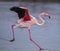 A greater flamingo landing on a lagoon