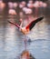 A greater flamingo landing on a lagoon