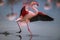 A greater flamingo landing on a lagoon