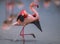 A greater flamingo landing on a lagoon