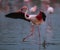 A greater flamingo landing on a lagoon