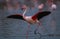 A greater flamingo landing on a lagoon