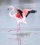 A greater flamingo landing on a lagoon