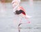 A greater flamingo landing on a lagoon