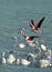 Greater Flamingo lifting to fly to other place with low water