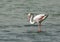 Greater Flamingo, natures call