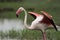 Greater Flamingo Open Wings with Water Droplets