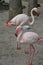 Greater Flamingo pair Close Up