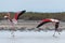 Greater flamingo pair in RhÃ´ne River delta