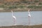 Greater Flamingo Pair standing in a lake