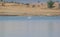 Greater Flamingo Pair Swimming in the Lake Water