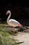 Greater flamingo (Phoenicopterus roseus)