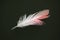 Greater flamingo (Phoenicopterus roseus) feather.