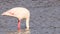 Greater flamingo Phoenicopterus roseus feeding in the Marismas del Odiel Natural Park, Huelva, Spain