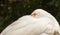 Greater Flamingo (Phoenicopterus roseus) resting