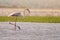 A greater flamingo phoenicopterus roseus walking through shallow waters, St. Lucia, South Africa