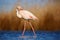 Greater Flamingo, Phoenicopterus ruber, beautiful pink big bird cleaning plumage in dark blue water, with evening sun, reed in the