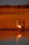 Greater Flamingo, Phoenicopterus ruber, beautiful pink big bird in dark blue water, with evening sun, reed in the background