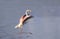 Greater Flamingo, Phoenicopterus ruber, landing on water The Cam