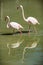 Greater flamingo (Phoenicopterus ruber roseus)